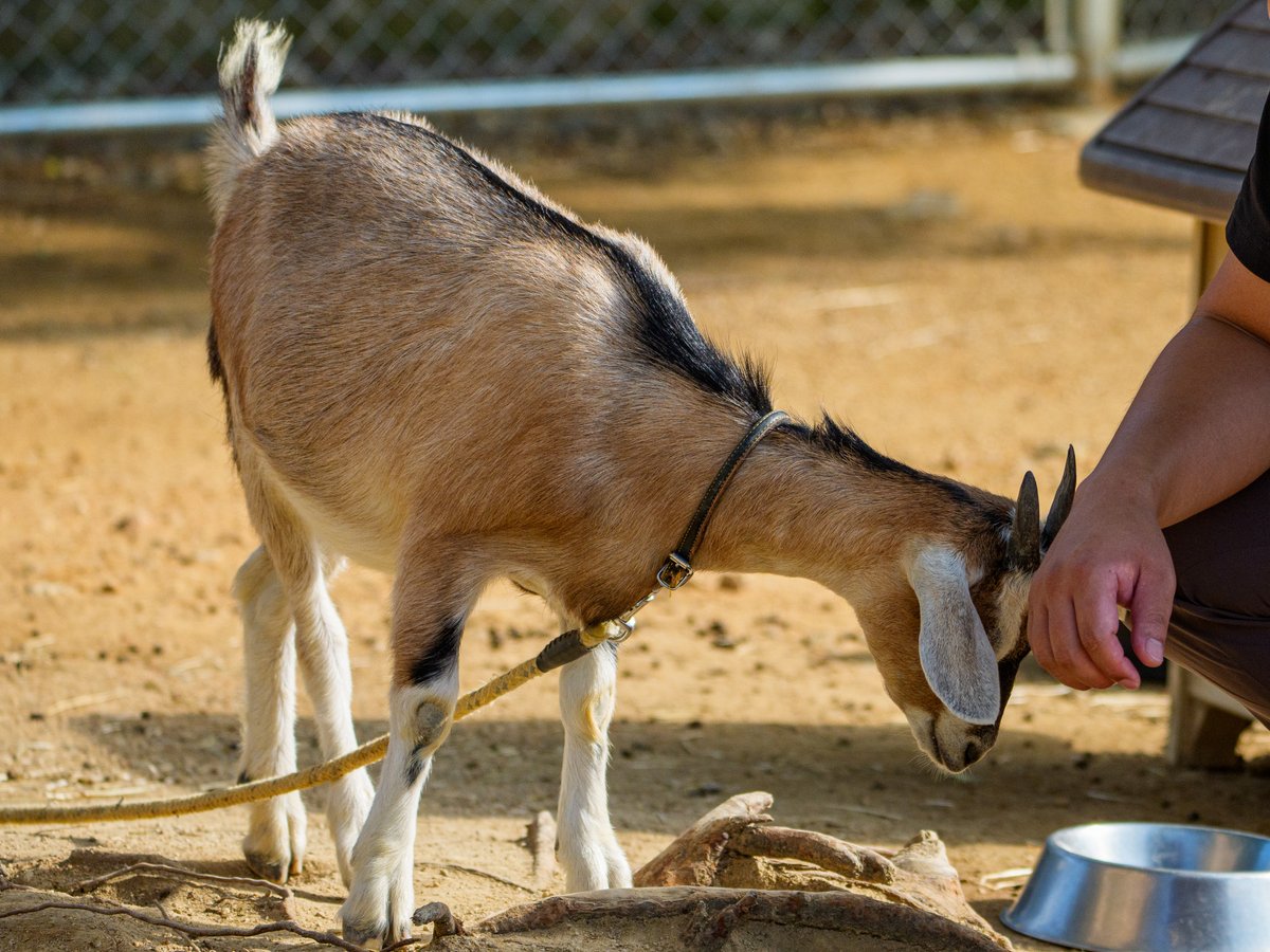 しろとり動物園の子ヤギさん🐐
この子には心をまるごと持っていかれ…離れられず、何度も戻ってしまいました。
戻るたびに「メェ～」と鳴いて駆け寄る姿が愛しくて、結局閉園までそばにいました。
お名前はわからないのですが、どうか元気でいてね…また逢いたいよ…