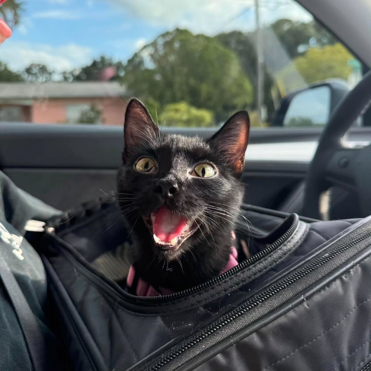 Black cats are not bad luck (@visualscat) on Twitter photo 