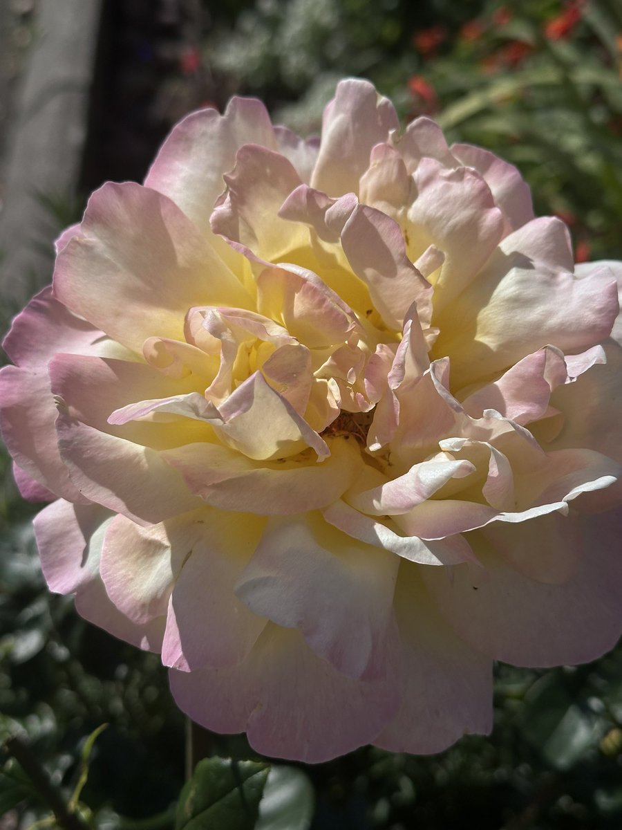 <a href="/rosesukroses/">🌹rosesuk</a> <a href="/kgimson/">k gimson 🌻🐝</a> <a href="/papaver/">alison levey 🐝🌱🌺</a> <a href="/valgardening/">Val Bradley</a> <a href="/Malvernmeet/">🐝Michelle Chapman🌿🐦</a> The Peace rose for 80th Anniversary of VJ day. #roses