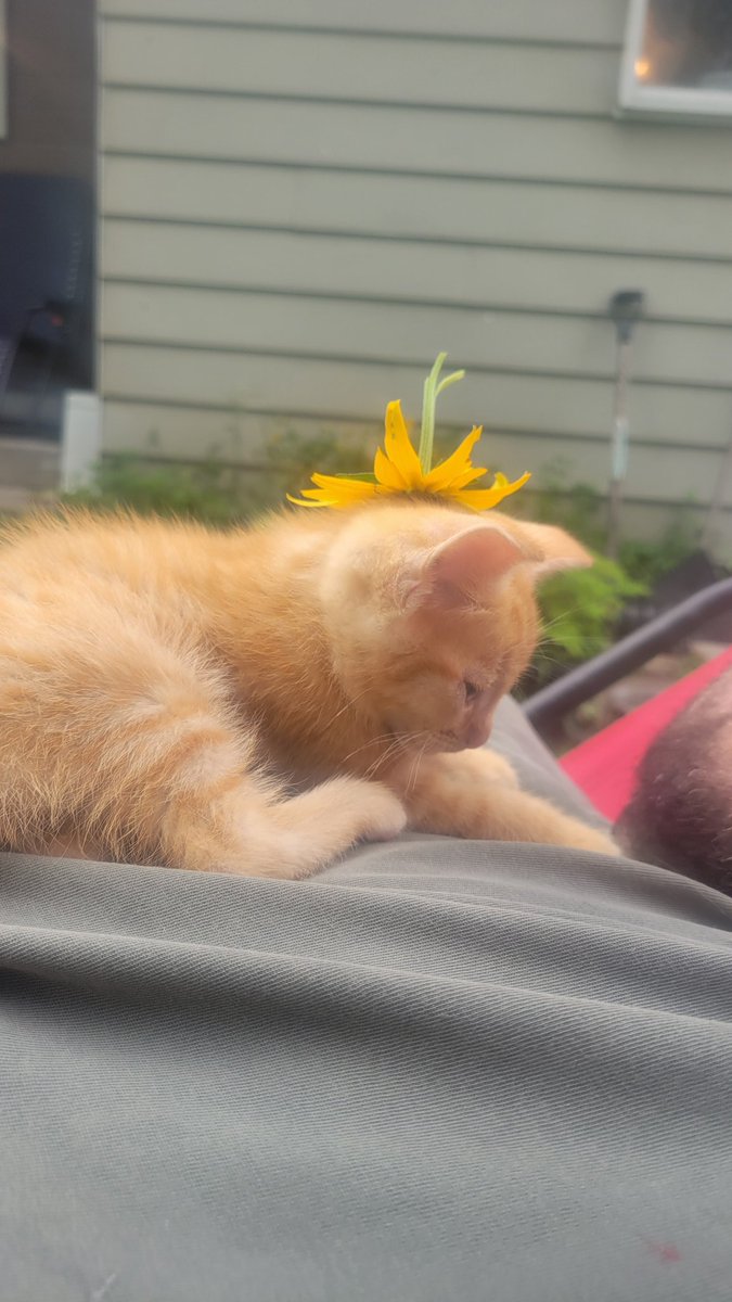 🪻Some beauty for my friend Iman, who deserves to live a peaceful, joyful life. 

Support her with a word or a share.

The burden she carries is unfathomable. 

We love her very much. 💜 gofundme.com/f/donate-to-he…
#mutualaidboost #Gaza #Palestine #IndependenceDay2025 #يوم_الجمعة