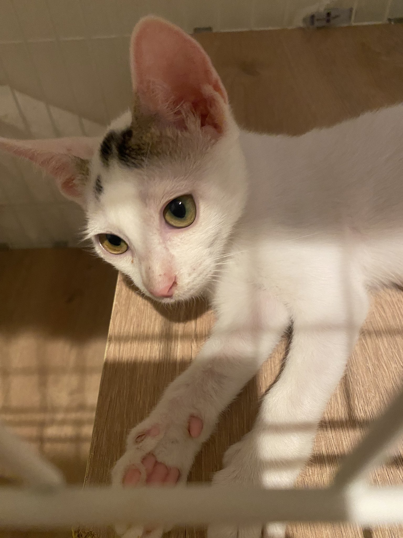 ⭐︎shiroshirosページ⭐︎のびねこ岡山他⑤ 菓子工房しろいねこ (@kashikoubou_shiroineko) · Okayama-shi