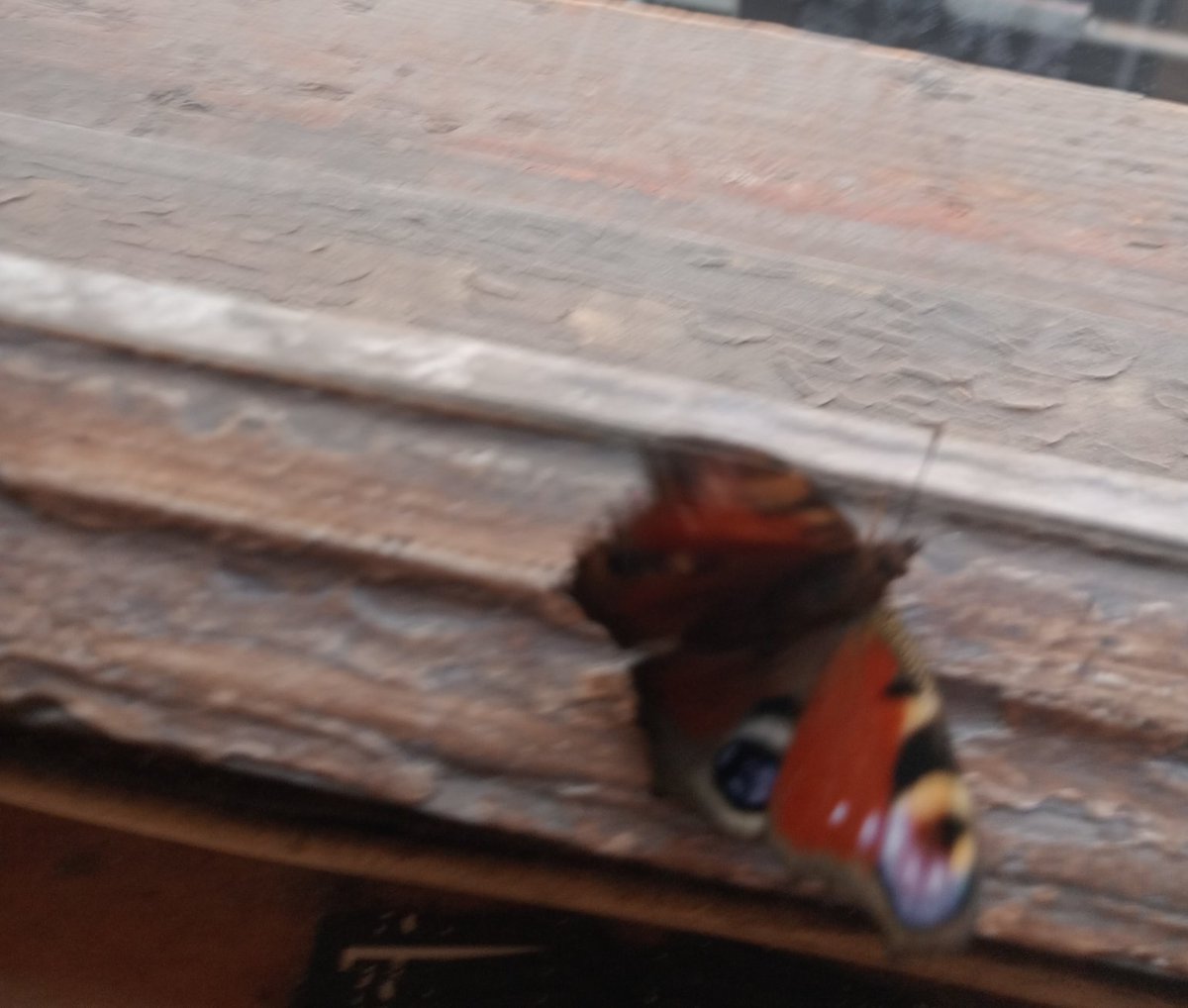 Beermoth tweet media