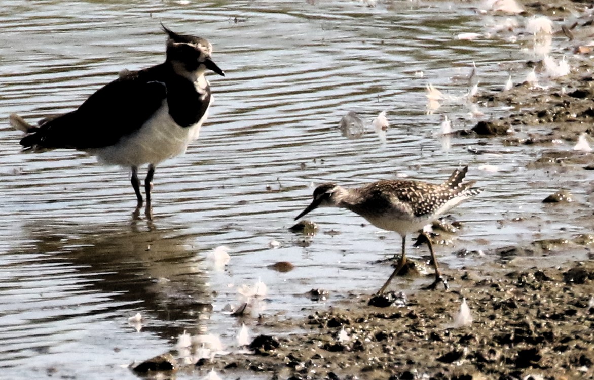Wood Sandpiper on the Scrape at Summer Leys this morning. #northantsbirds <a href="/bonxie/">Mike Alibone</a> <a href="/NatureUK/">NatureUK</a> #TwitterNatureCommunity <a href="/wildlifebcn/">The Wildlife Trust for Beds, Cambs & Northants</a> <a href="/Natures_Voice/">RSPB</a>