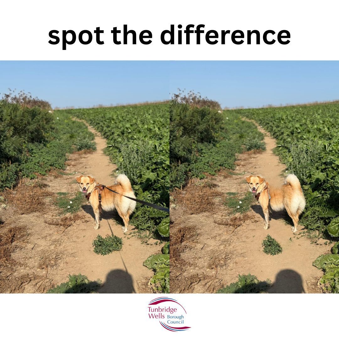 TWellsCouncil's tweet image. Lead or no lead? What would you prefer to see in The Grove, Royal Tunbridge Wells? Take part now: …inttunbridgewells.uk.engagementhq.com/the-grove-park…
#Dogs #TheGrove #TWells #TunbridgeWells #RTW #RoyalTunbridgeWells