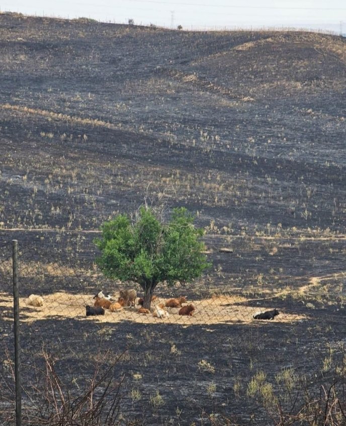 Pakolo9's tweet image. De todo se sale ..eso sí, los responsables lo han de pagar caro.