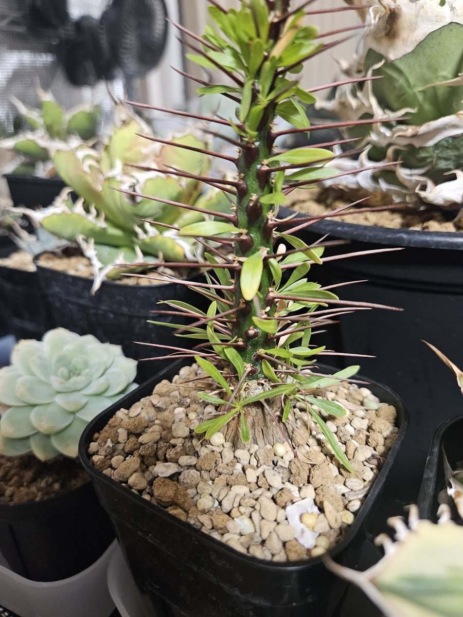 LED39088061's tweet photo. プルプシーが1年1ヶ月で大きくなった。
植え替えはした方がいいのかどうか迷う… https://t.co/zcTfMzPMZ2