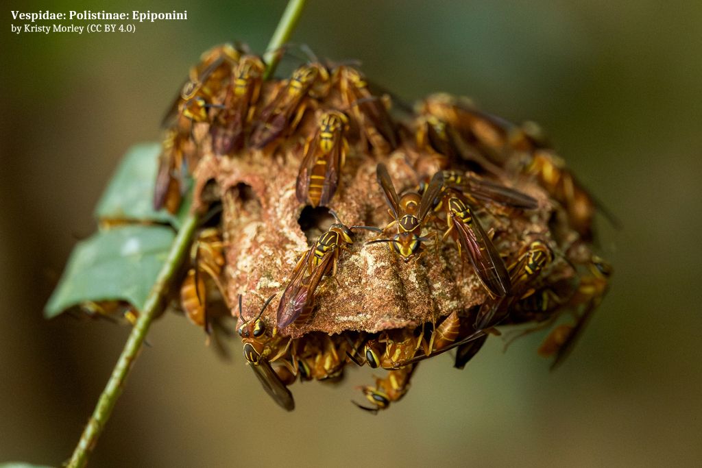 La entomología podría ser clave en la lucha contra las bacterias superresistentes 🦠. Diversos estudios revelan que los insectos sociales 🐜🐝 mantienen relaciones simbióticas con actinobacterias productoras de antibióticos capaces de inhibir el crecimiento de patógenos humanos.