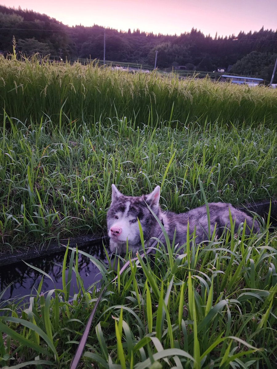 冷やし秋田犬 と 夕焼け