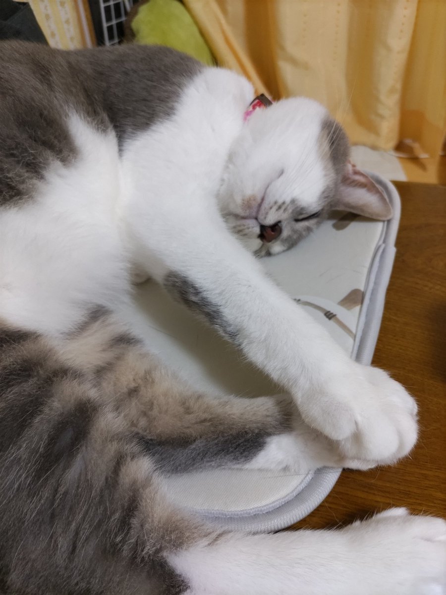 ReoRam428's tweet photo. 気持ち良さそうに寝てはる……💤 https://t.co/7pAV6JS45K
