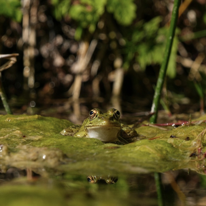 👂 La bioacoustique consiste à enregistrer la partition sonore de la nature soit les chants d’animaux, la végétation, les vents, les vagues, pour mieux comprendre et préserver les écosystèmes. Grâce à des capteurs autonomes installés sur le terrain, les chercheurs peuvent