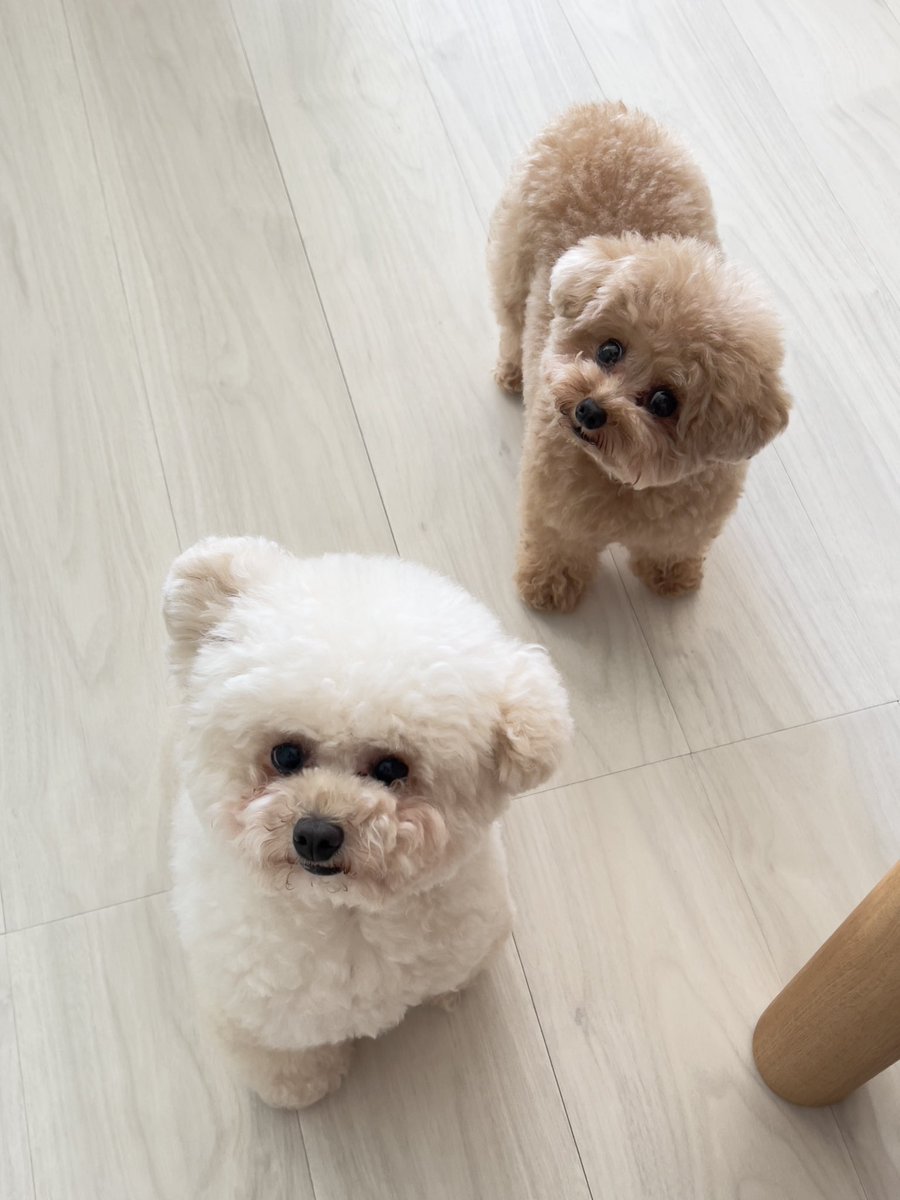 飼い主のお話を聞くクマたち