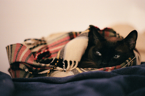 A cat can sprint at about thirty-one miles per hour.

🐱 Next tweet about cat or crypto in 24 hours