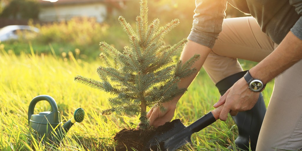 🌳 FALL TREE AND SHRUB SALE 🌳 
Order form with a complete list of trees and shrubs is available at gravenhurst.ca/living-here/tr…
Order pick-up will take place: Saturday, September 13 from 10 am - 12 noon in the Town Yard at 200 Nelson St.
