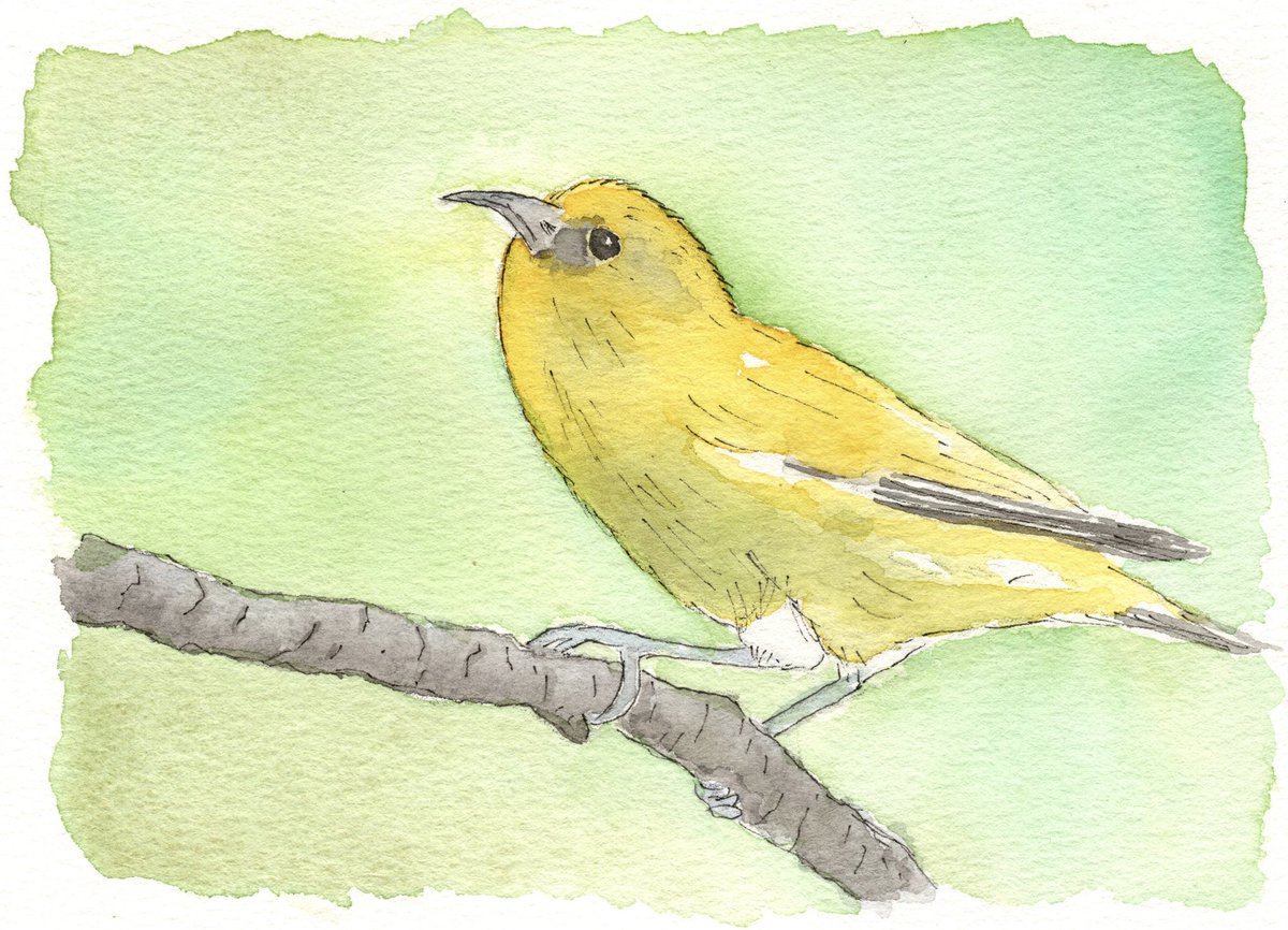 MsBoice's tweet photo. I started watercolor painting recently and honestly birds are intimidating knowing so much hinges on the tiniest markings. So I just keep plugging away. These are illustrations for my memoir. Link to the stories in comments. https://t.co/xkyCH8iVvG