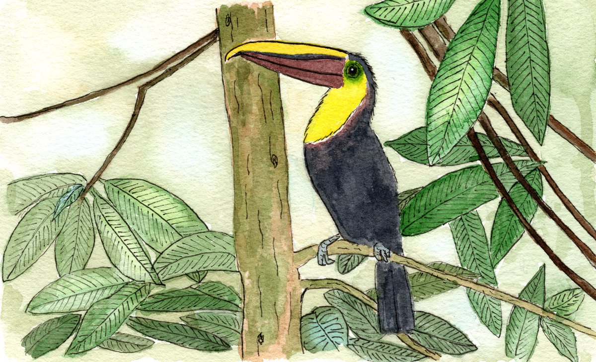 MsBoice's tweet photo. I started watercolor painting recently and honestly birds are intimidating knowing so much hinges on the tiniest markings. So I just keep plugging away. These are illustrations for my memoir. Link to the stories in comments. https://t.co/xkyCH8iVvG