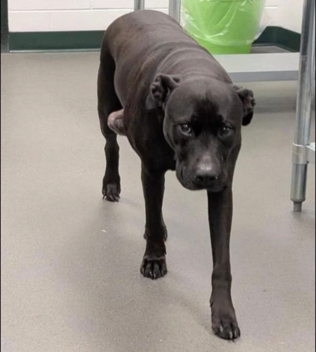 MIDNIGHT #A383099 6Yo
She is so worried that people won't help her because of the huge growth on her wee belly😭
She thought she was going for a ride, heartless owners dumped her at hideous KILL SHELTER #CorpusChristi 
Plz #Pledge to  get her the surgery she needs to survive ❤️