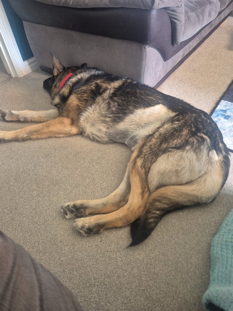 Yep.... that's me ...... snoozing again!! It's FRI-YAY, hooman is home and time to chill 💙🐾💙