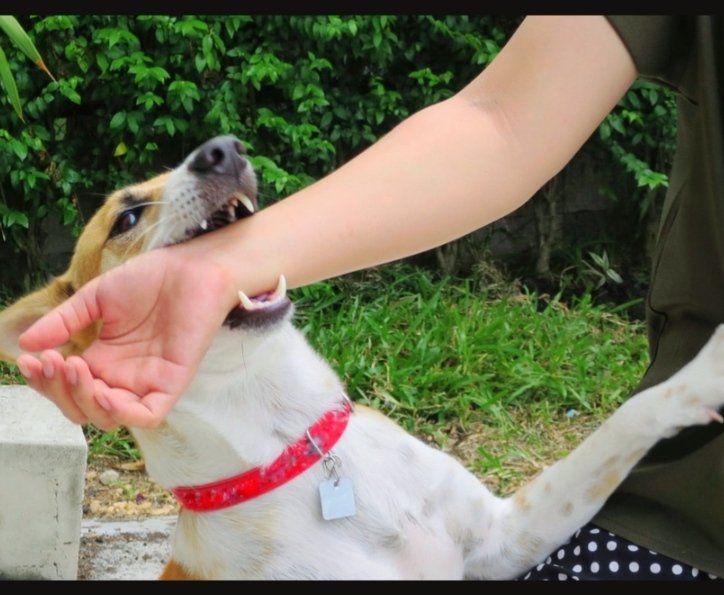hamedabdul1's tweet photo. داء الكلب
#داء الكلب#التطعيم #الوقاية #الصحة_العامة #Rabies https://t.co/HS6eQeUZ6W