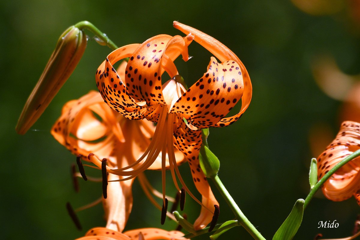 Lilium Lancifolium #flowers #flowerphotography #nature #naturePhotography #flowersinthepark #TwitterNatureCommunity #Tokyo #Japan