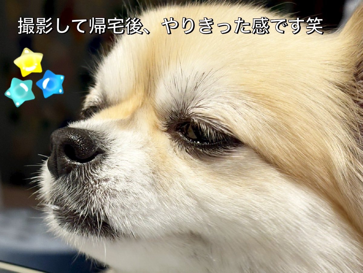 髙山晴澄 (@harutot_0927) on Twitter photo 「Pet Pop SQUARE vol.13」
に僕&こころが登場します🐶
こころ、初めての撮影に緊張してしまってめっちゃ大変でしたが2人での撮影とっても楽しかったです💕
8月21日に発売されますので、ぜひご覧いただけると嬉しいです😊
ネットで事前予約も出来るそうです📚
#PetPopSQUARE
#神戸セーラーボーイズ 「Pet Pop SQUARE vol.13」
に僕&こころが登場します🐶
こころ、初めての撮影に緊張してしまってめっちゃ大変でしたが2人での撮影とっても楽しかったです💕
8月21日に発売されますので、ぜひご覧いただけると嬉しいです😊
ネットで事前予約も出来るそうです📚
#PetPopSQUARE
#神戸セーラーボーイズ