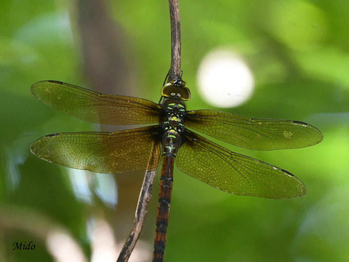 female Anaciaeschna Martini #dragonflies #dragonflyphotography #wildlife #wildlifephotography #TwitterNatureCommunity #Tokyo #Japan
20 July 2025