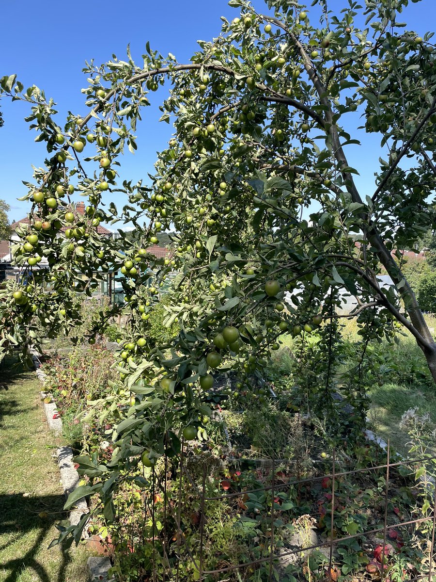 My apple tree is straining under the load of fruit this year. All this dry sunny weather has made for a bumper fruit crop this year.
#allotments