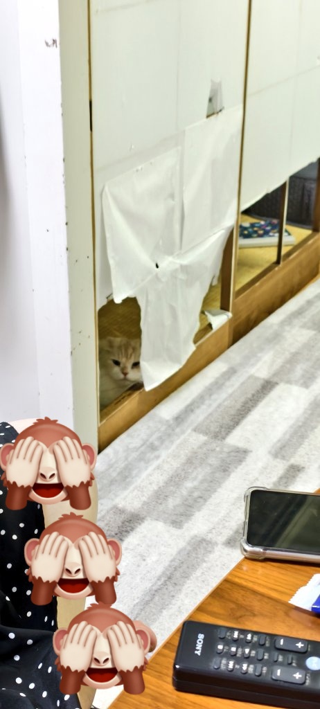 明日のほん怖楽しみ

#ボロボロの家つらい