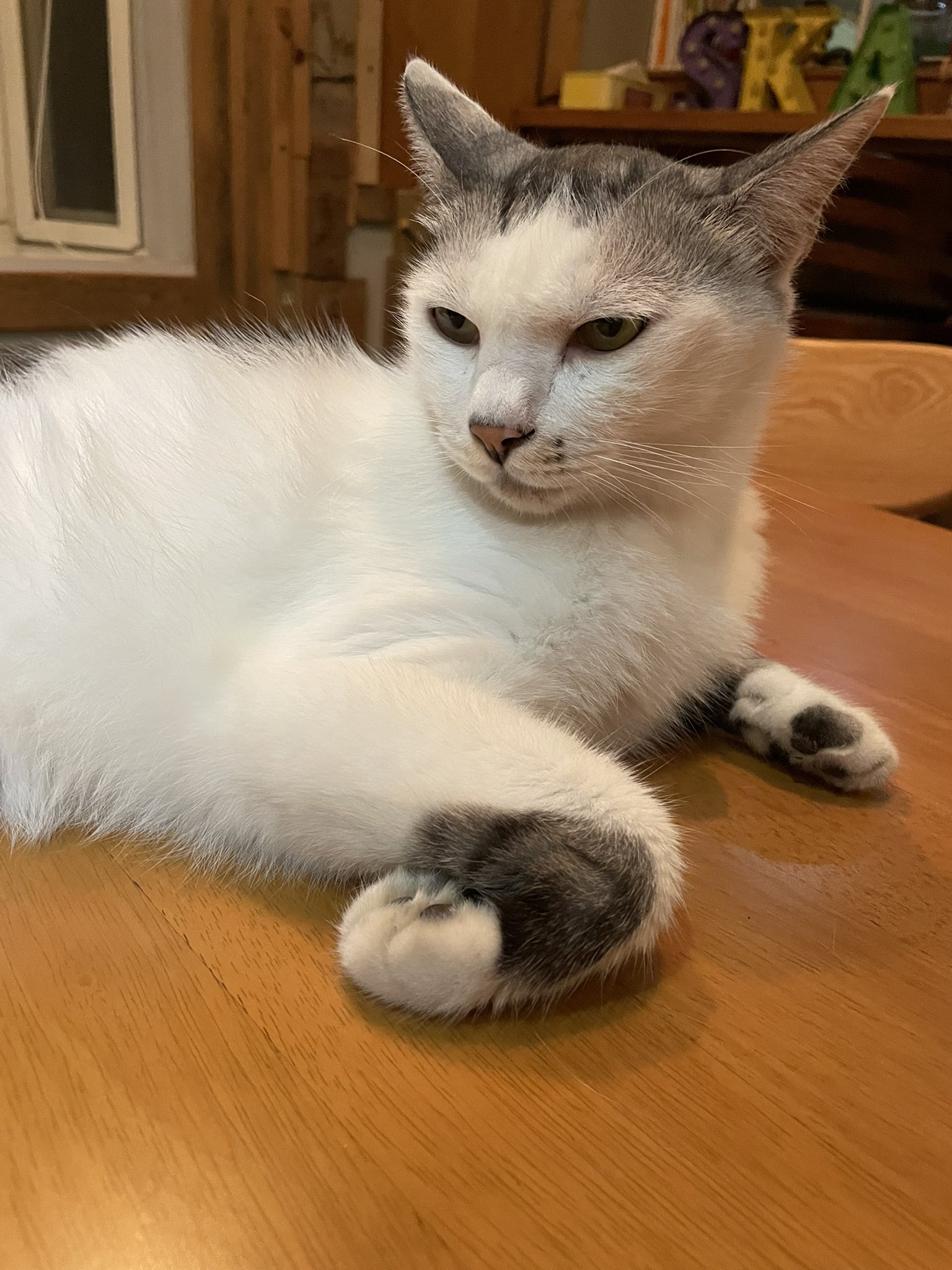 ねこ JXK Studio 1/6 JXK088 仁王立ち 猫 エキゾチックショートヘア