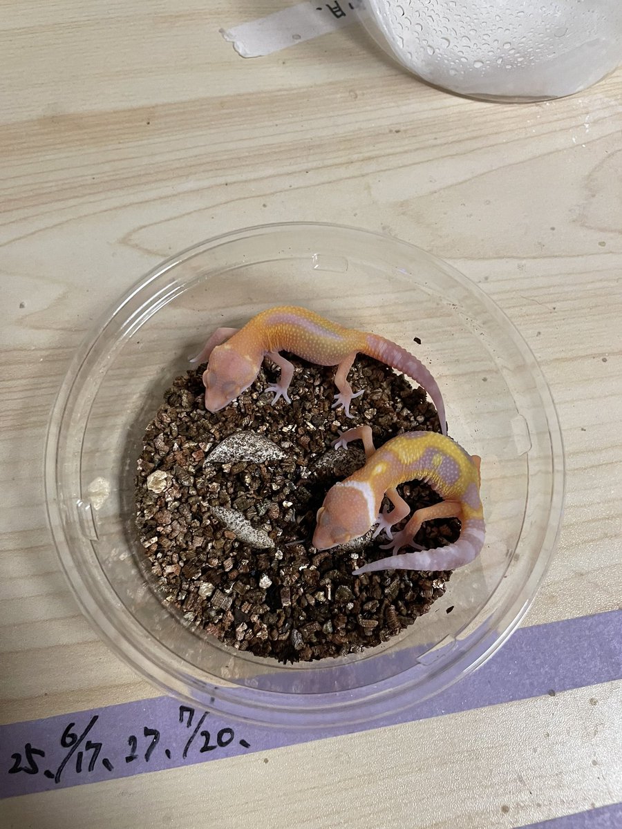 Key_Leopard's tweet image. おそらく今年最後のレオパがハッチしました👏
レッドデビル×自家産レーダー