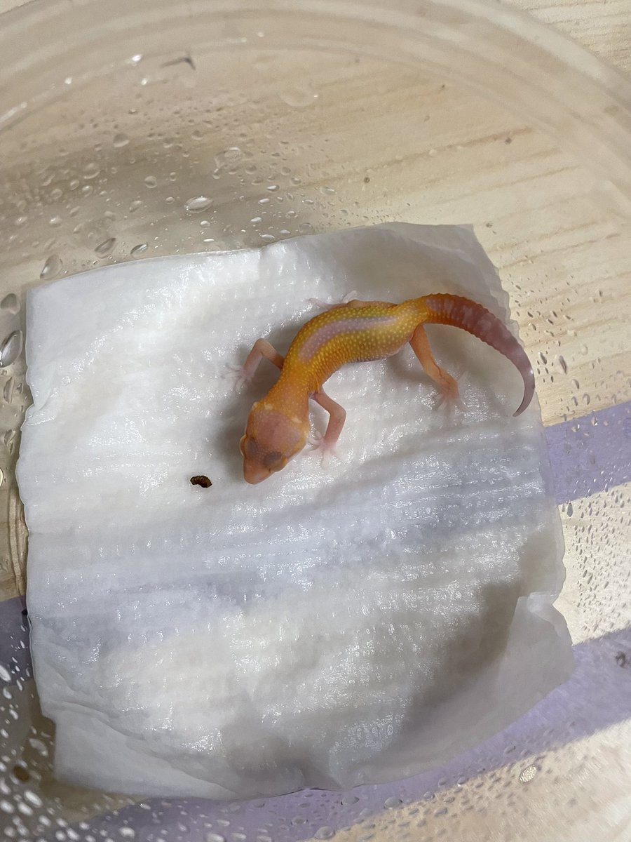 Key_Leopard's tweet image. おそらく今年最後のレオパがハッチしました👏
レッドデビル×自家産レーダー