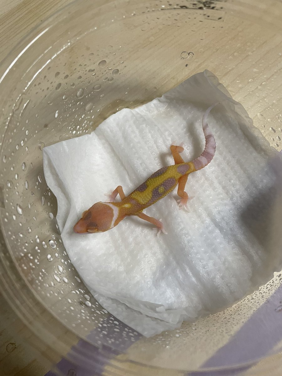 Key_Leopard's tweet image. おそらく今年最後のレオパがハッチしました👏
レッドデビル×自家産レーダー