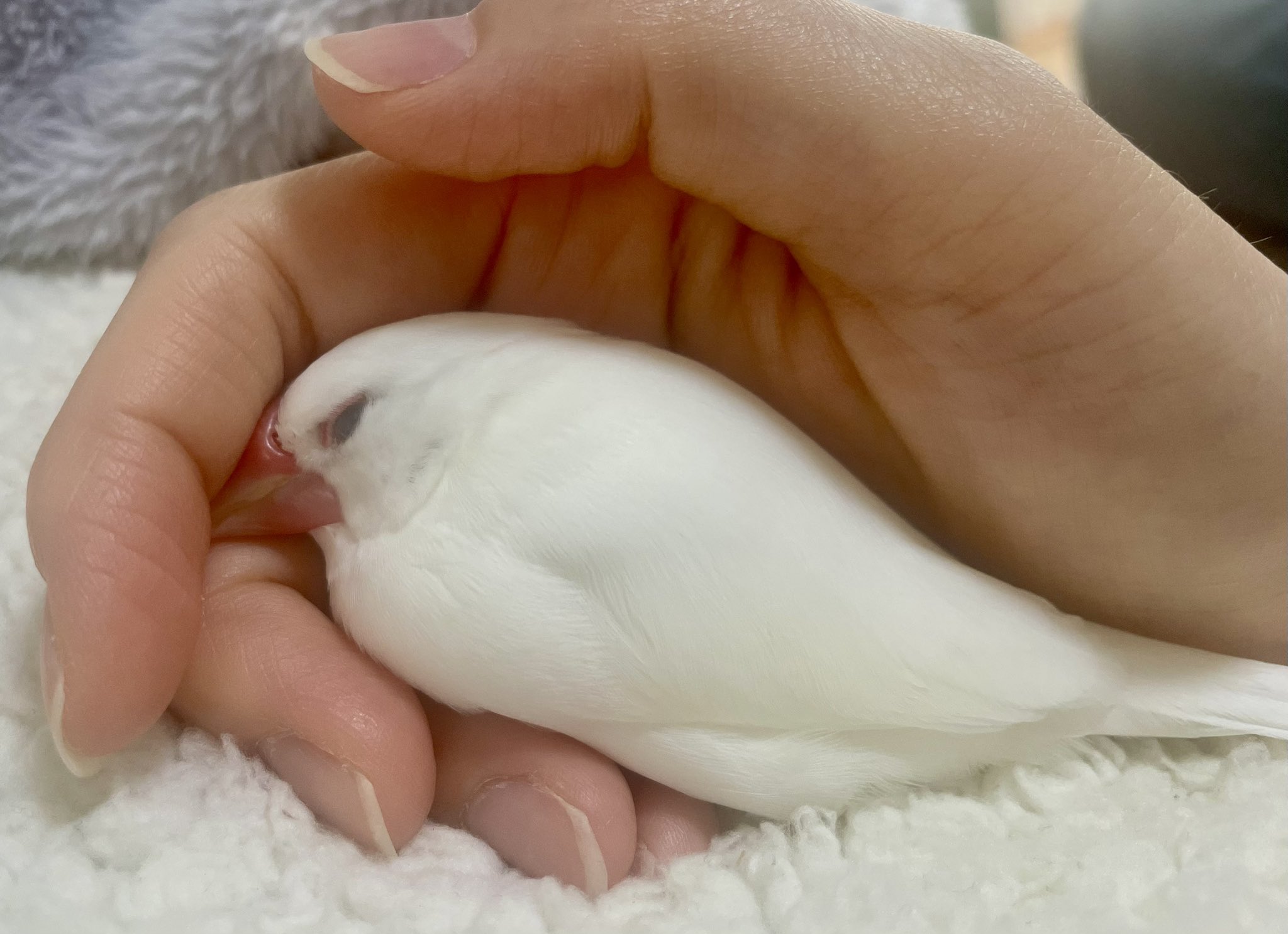 白鷗【小鳥＝羽虫無心】肉質画 白鷗【小鳥＝羽虫無心】肉質画 白鷗【