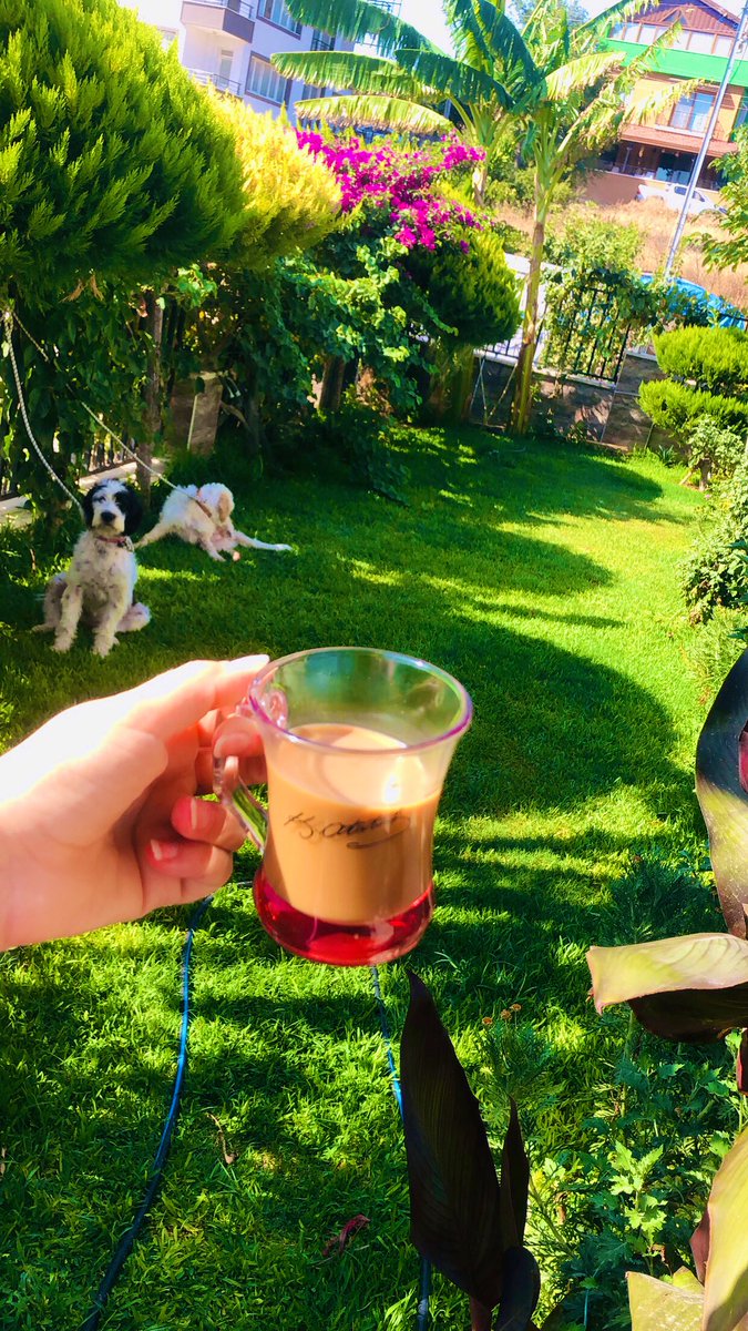 Sevgitasss's tweet image. Bu bahçede nice anımız vardı… Şimdi sessizlik var, ama hatıraların hep benimle kalbim oğlum. 🐕 🐾 
#hektor