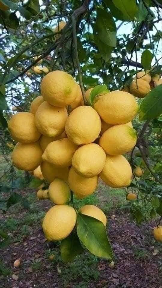ManishimeH1's tweet image. So grateful for the simple things, like the fresh burst of a lemon! 🍋 #Freshness #SimpleJoys