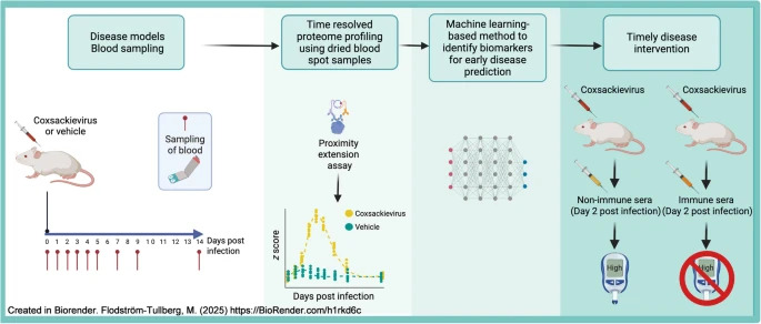 DiabetologiaJnl's tweet image. Early detection of #type1diabetes is crucial. A new monitoring scheme with frequent longitudinal blood #microsampling and #DBS proteome monitoring facilitates disease #prediction and timely #intervention. @MFT_Diabetes @stefanAbauer link.springer.com/article/10.100… 🔓