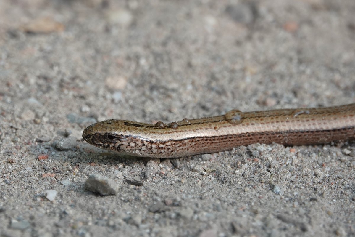 Ik ging echt als een dolle op de rem (gelukkig geen elektrische fiets) maar kon niet voorkomen dat mijn band zijn koppie raakte. Maar hazelwormpje kronkelde gewoon verder, het gras in (Neder)weerterbos <a href="/GemNederweert/">Gemeente Nederweert</a>