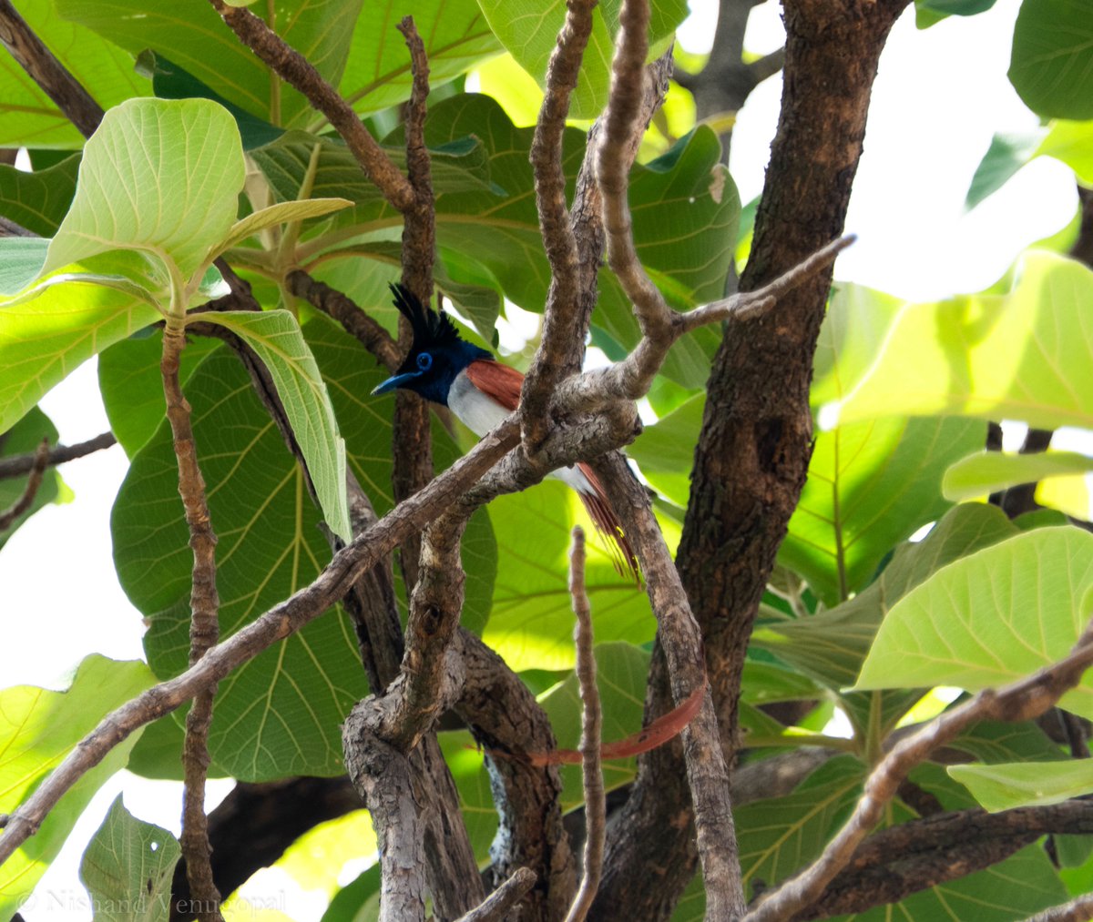 nvgpal79's tweet photo. Happy Independence Day
Ecology is backbone of a healthy country. Biodiversity in India needs to be conserved and cherished. Indian Paradise Flycatcher, Gir National Park, 2024 #IndiAves #biodiversity #bird #nature #coloursofnature #bird #Birdsofafeather @IndiAves #environment https://t.co/NfW4nXqewi