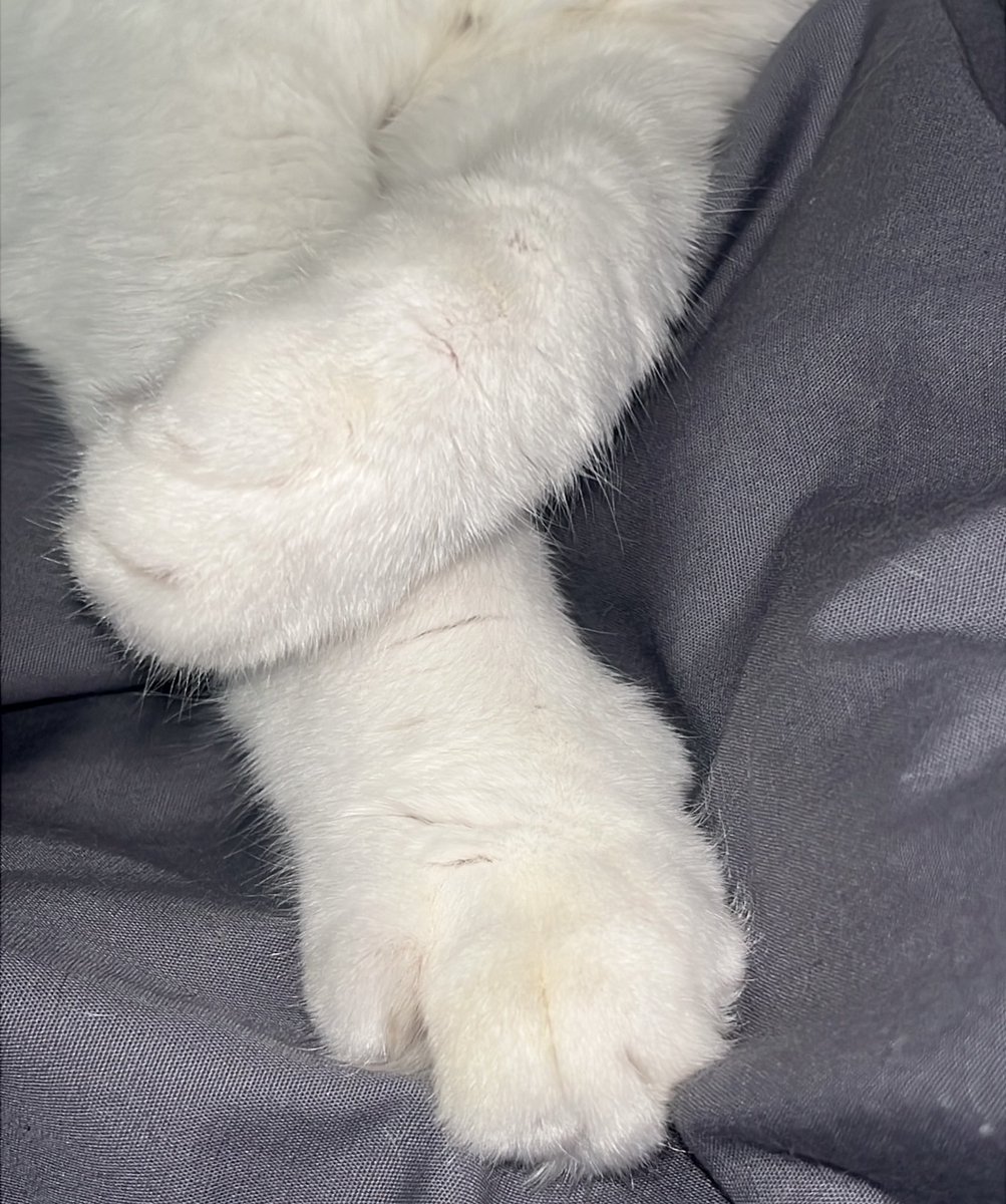 OnlyPattes_'s tweet photo. Seconde patte à l’honneur 

Youri, 3 ans, chat européen noir &amp; blanc 
Coussinets roses , griffes blanches prêtes à marquer les cœurs (et les canapés).

Super-pouvoir : boire l’eau avec sa patte… puis te sauter dessus à 3h du mat

#OnlyPaws #Chat #Cat #Noiretblanc #ChatNoir #Paws https://t.co/MXl1ikKwUu