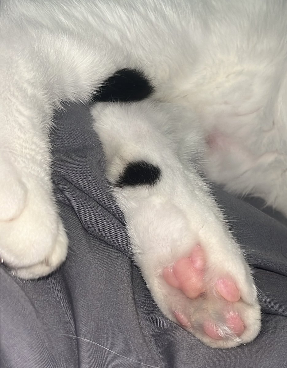 OnlyPattes_'s tweet photo. Seconde patte à l’honneur 

Youri, 3 ans, chat européen noir &amp; blanc 
Coussinets roses , griffes blanches prêtes à marquer les cœurs (et les canapés).

Super-pouvoir : boire l’eau avec sa patte… puis te sauter dessus à 3h du mat

#OnlyPaws #Chat #Cat #Noiretblanc #ChatNoir #Paws https://t.co/MXl1ikKwUu