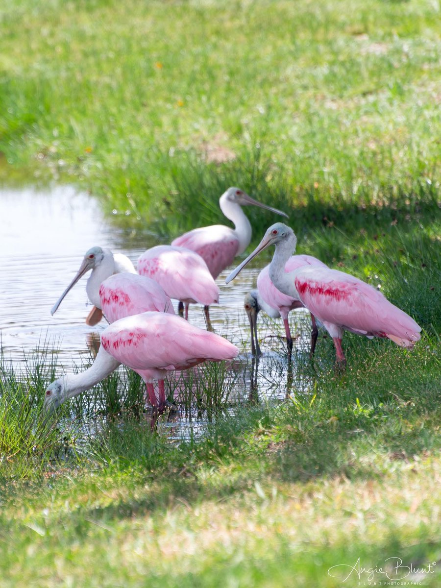 Happy Friday, friends! Wishing you a wonderful day and a fantastic weekend ahead😊✨

A beautiful flock of Roseate Spoonbills🩷