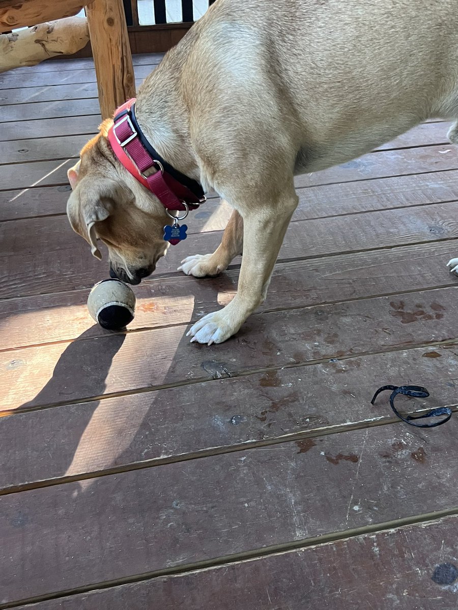 colleenoc86's tweet photo. @KONGCompany RIP ball. George had this thing for 37 seconds &amp; had more than half the ball torn apart. Any hardier suggestions? #kongcompany #kongdog #notthefirst https://t.co/YiRRXI3h4L