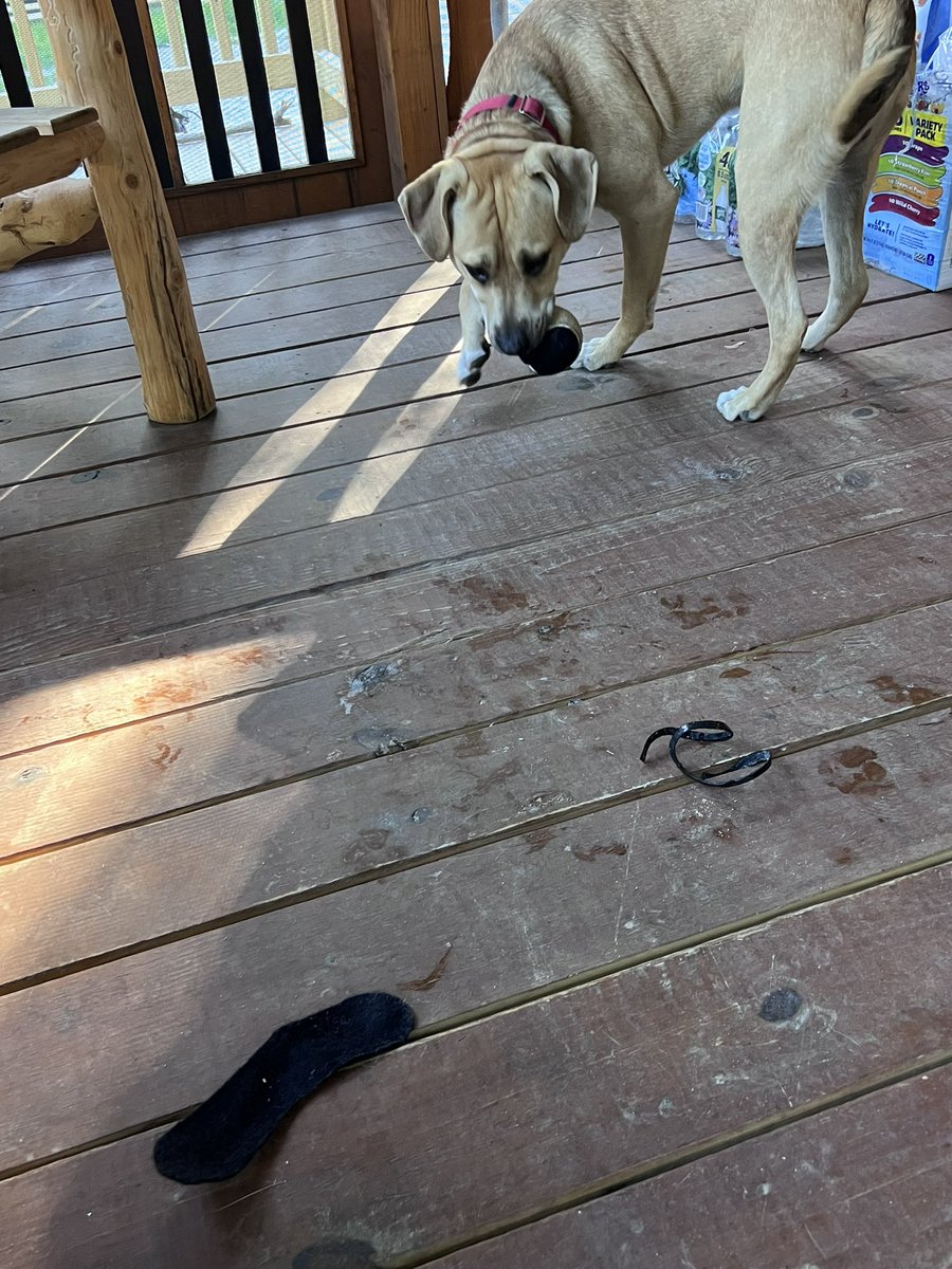colleenoc86's tweet photo. @KONGCompany RIP ball. George had this thing for 37 seconds &amp; had more than half the ball torn apart. Any hardier suggestions? #kongcompany #kongdog #notthefirst https://t.co/YiRRXI3h4L