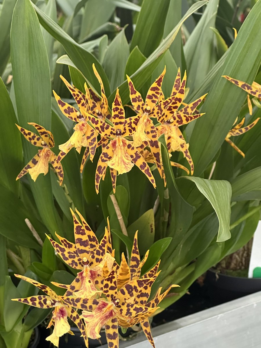 Bratonia Roderie with starry shaped flowers and tiger colourings. This is a hybrid of Miltonia clowesii and Brassia Orange Delight 🌿

#orchids #orquídeas #nature #conservation