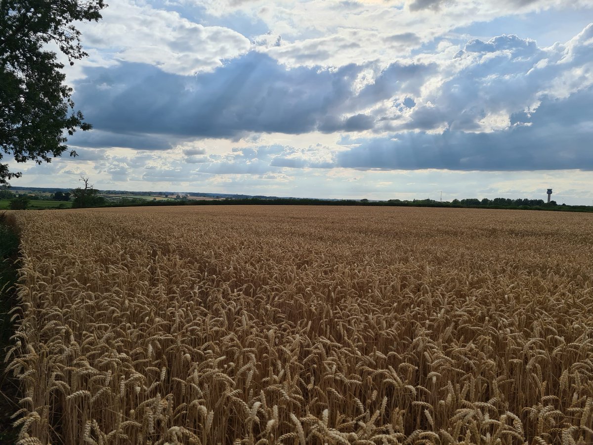 PROTECT DISEWORTH🍃 💚🍃 tweet media