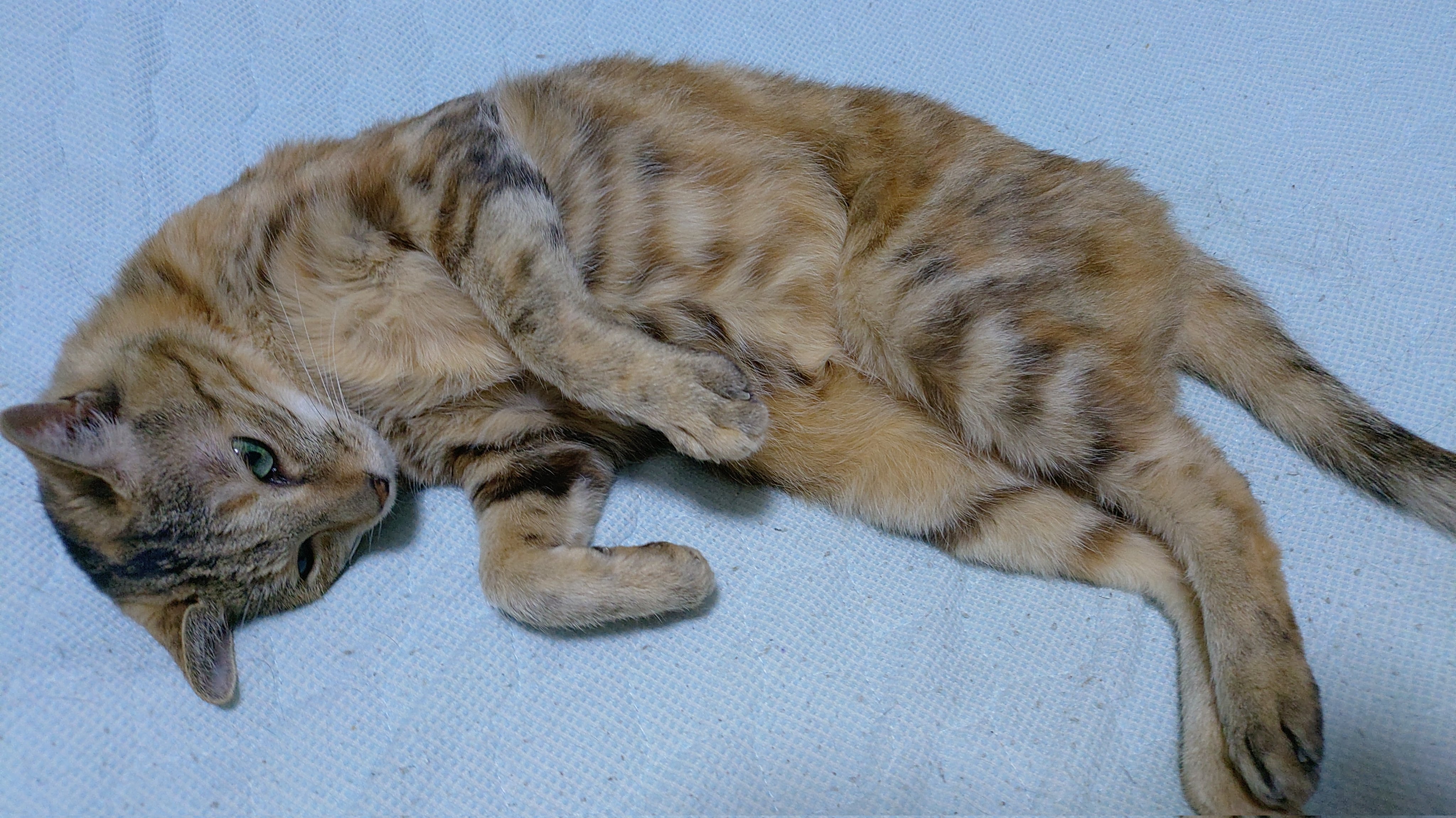 とある猫様せんよう だから気にするな。 — 猫様…と思っていただけたら、ぜひフォロー