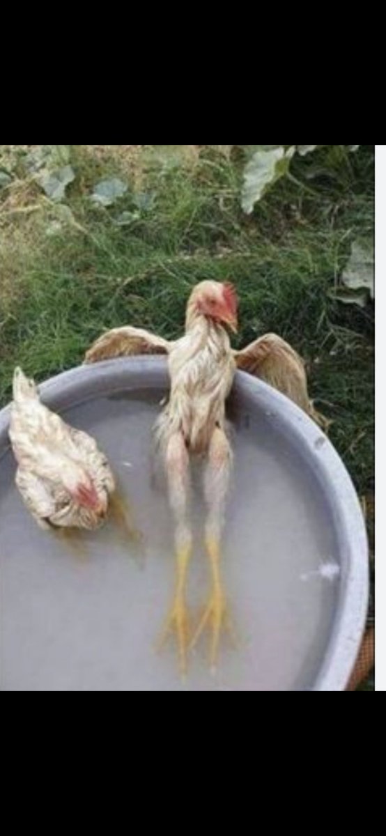 manupen33 (@manupen33) on Twitter photo <a href="/f_asselineau/">François Asselineau 🇫🇷</a> <a href="/NoJab69/">Pentanaragon</a> Les poules en question :
"Alors brigadier chef il vient ce mojito !!!???" <a href="/f_asselineau/">François Asselineau 🇫🇷</a> <a href="/NoJab69/">Pentanaragon</a> Les poules en question :
"Alors brigadier chef il vient ce mojito !!!???"