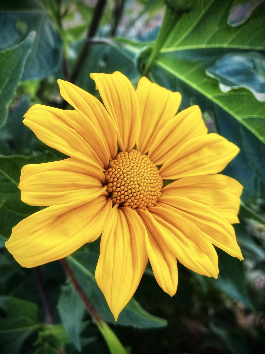 Wishing you a beautiful Friday