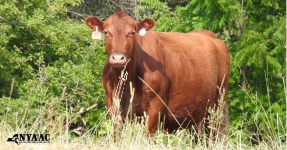 Livestock farms use rotational grazing, a sustainable practice that improves soil health, prevents erosion, and captures carbon from the atmosphere!
🌿🌍️💚
This practice mimics natural ecosystems, helping to fight climate change while producing nutritious food.

#animalag #farm