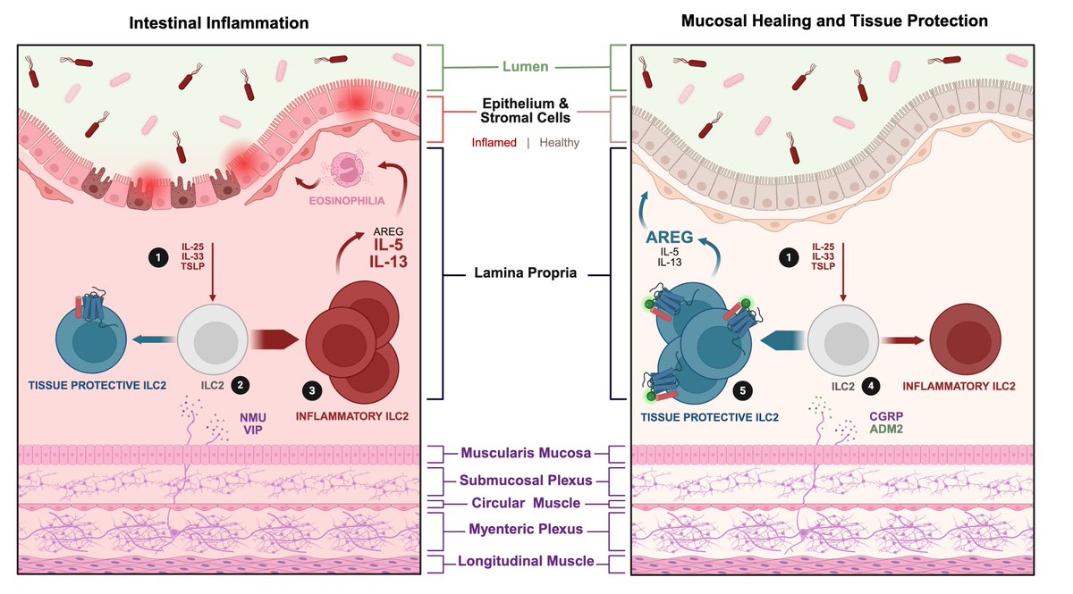 Jazib Uddin (@jazibuddin) on Twitter photo Very excited to share the latest work from the Artis lab! Now out in <a href="/NatImmunol/">Nature Immunology</a>.
Your gut’s neurons aren’t just for digestion; they help heal it too!
nature.com/articles/s4159… Very excited to share the latest work from the Artis lab! Now out in <a href="/NatImmunol/">Nature Immunology</a>.
Your gut’s neurons aren’t just for digestion; they help heal it too!
nature.com/articles/s4159…