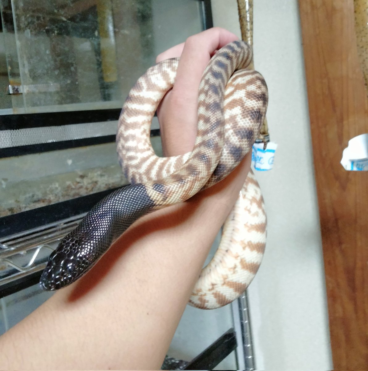 ダイスケ　生き物アカ tweet media